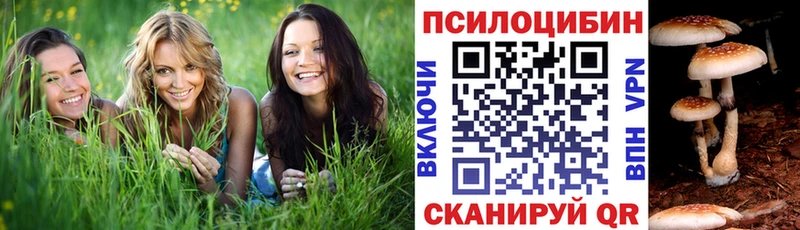 Псилоцибиновые грибы Psilocybe  Закаменск 